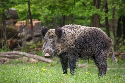 Ryukyu Islands Wild Pig