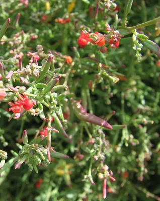 Chenopodium nutans