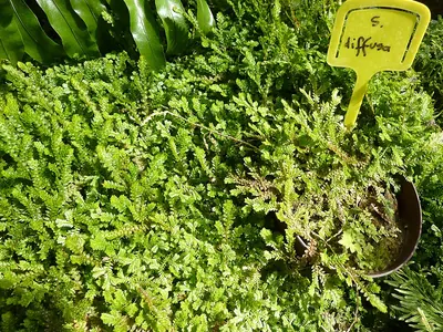 Selaginella diffusa