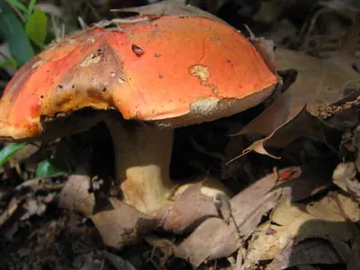 Tylopilus balloui
