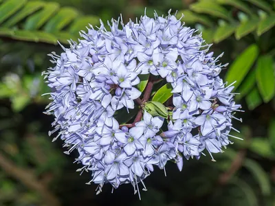 Veronica diosmifolia