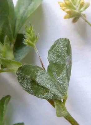 Erysiphe trifoliorum