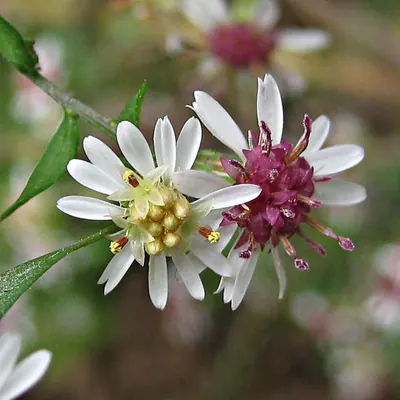 Calico aster
