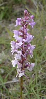 Fragrant orchid