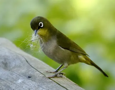 Cape White-eye
