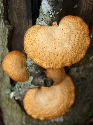 Neofavolus alveolaris