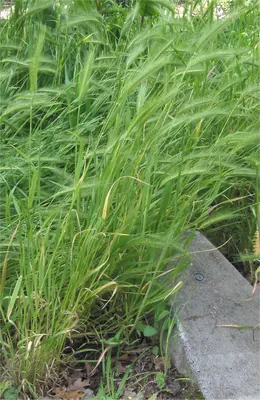 Mouse barley