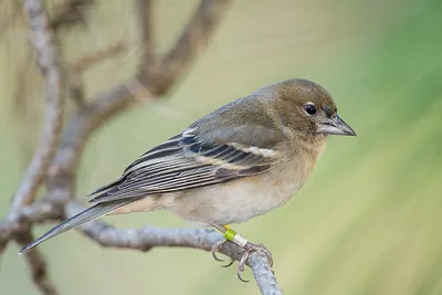 Gran Canaria Blue Chaffinch
