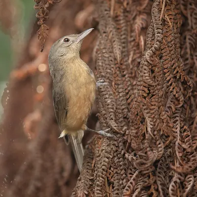 Rufous Shrikethrush