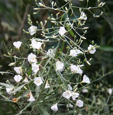 Convolvulus floridus