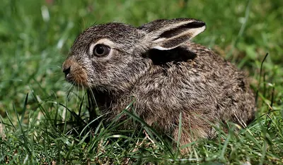 Brown Hare