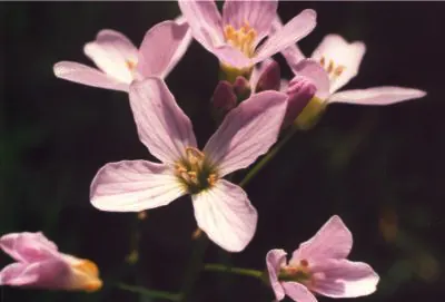 Cuckoo flower