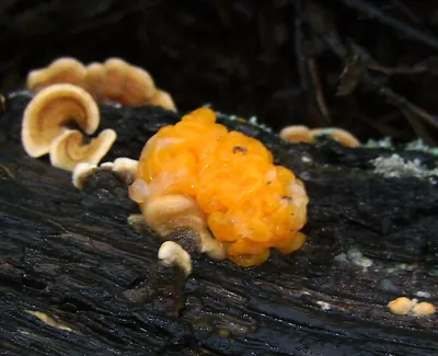 Naematelia aurantia