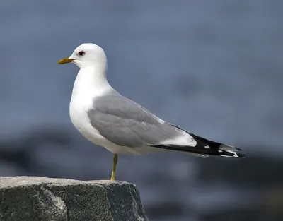Common Gull