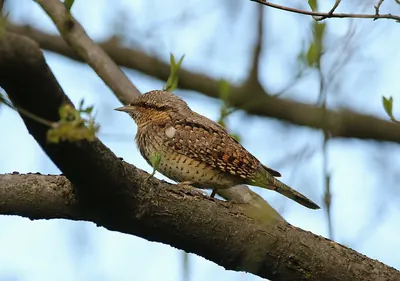Eurasian Wryneck