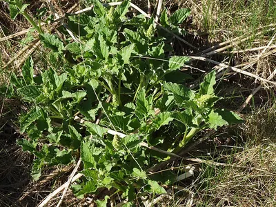 Blitum bonus-henricus