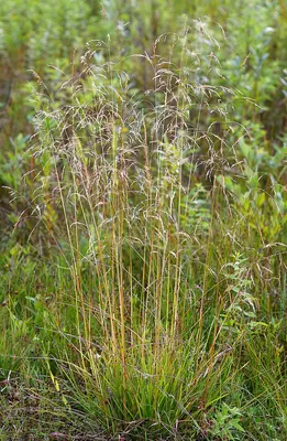 Tufted Hair-grass