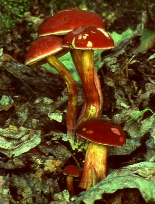 Hortiboletus rubellus
