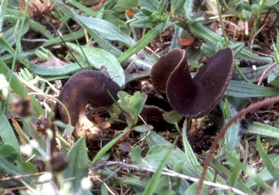 Paxina  queletii