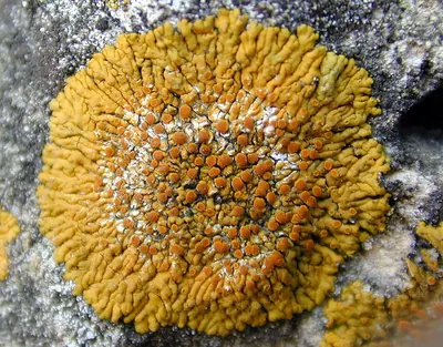 Variospora flavescens