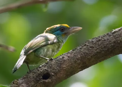 Yellow-fronted Barbet