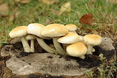 Cyclocybe cylindracea
