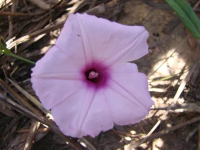 Ipomoea procumbens