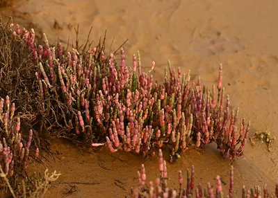 Salicornia alpini
