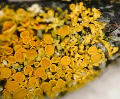 Polycauliona polycarpa