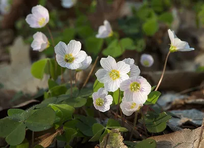 Wood-sorrel