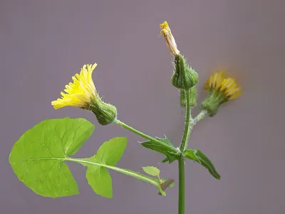 Smooth sow-thistle