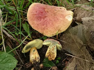 Hortiboletus bubalinus