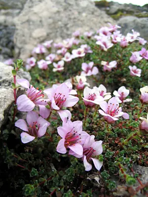 Purple mountain saxifrage