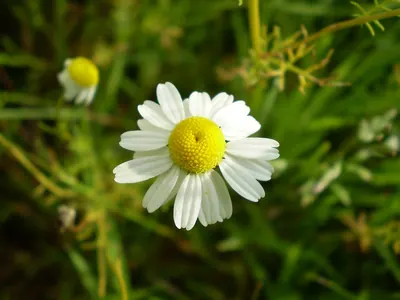 Blue chamomile