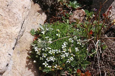 Cherleria obtusiloba