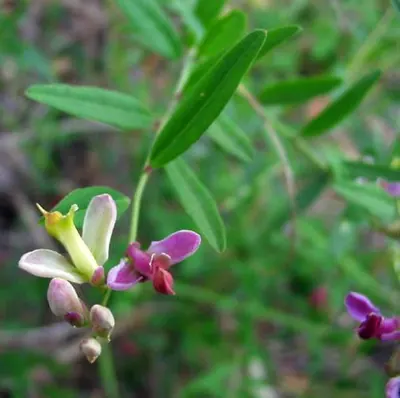 Rhinotropis cornuta
