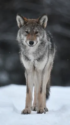 Canis lycaon