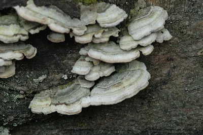 Trichaptum abietinum