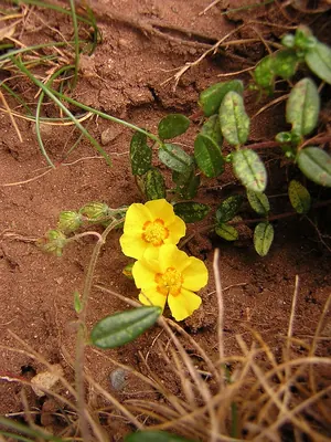 Common Rock-rose