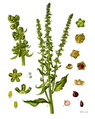 Common beet