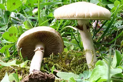 Agrocybe praecox