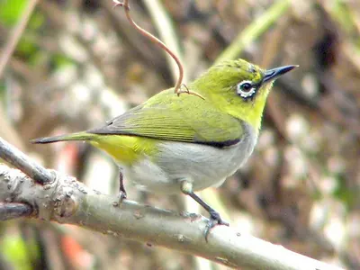 Swinhoe's White-eye