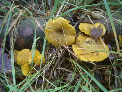 Tricholomopsis decora