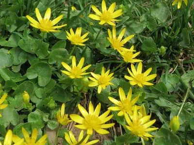 Lesser Celandine
