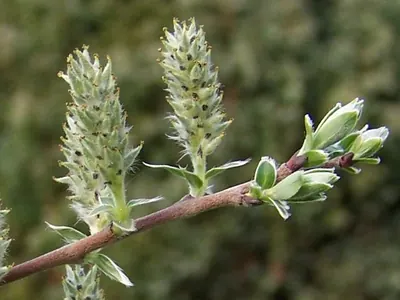 Creeping willow