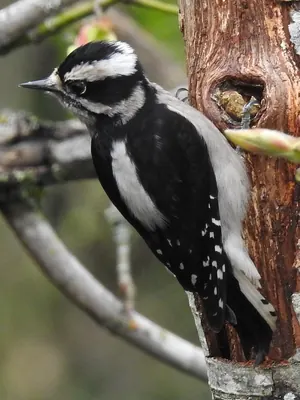Downy Woodpecker