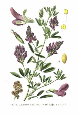 Lucerne