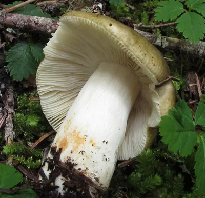 Russula cuprea