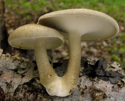 Lentinus substrictus