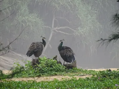 Indian Peafowl